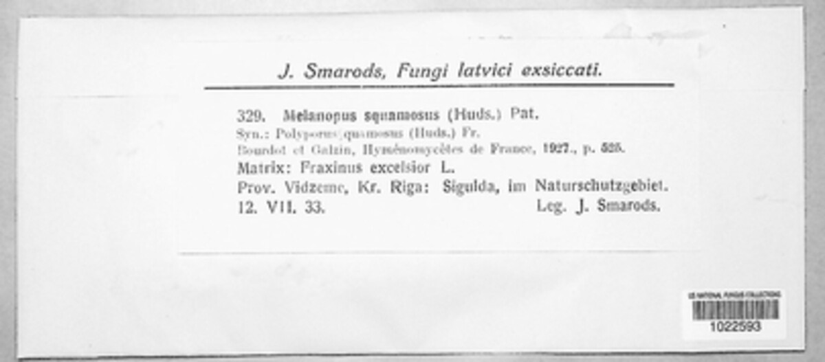 Cerioporus squamosus image